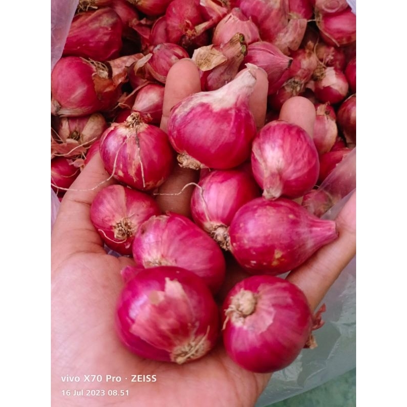 

Bawang merah Probolinggo
