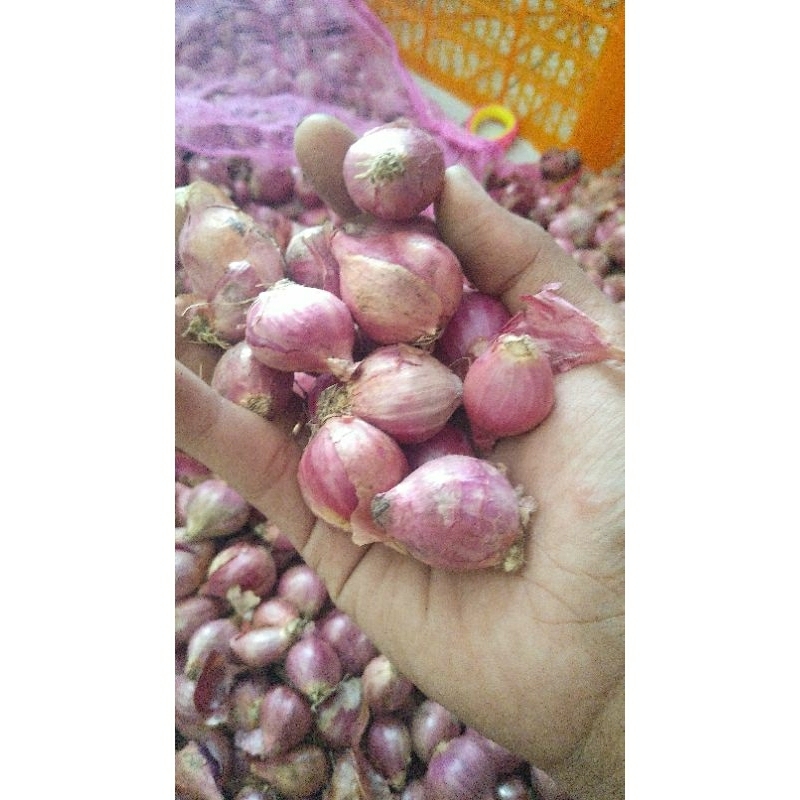 

Bawang merah lokal kemasan Kemasan 500gr