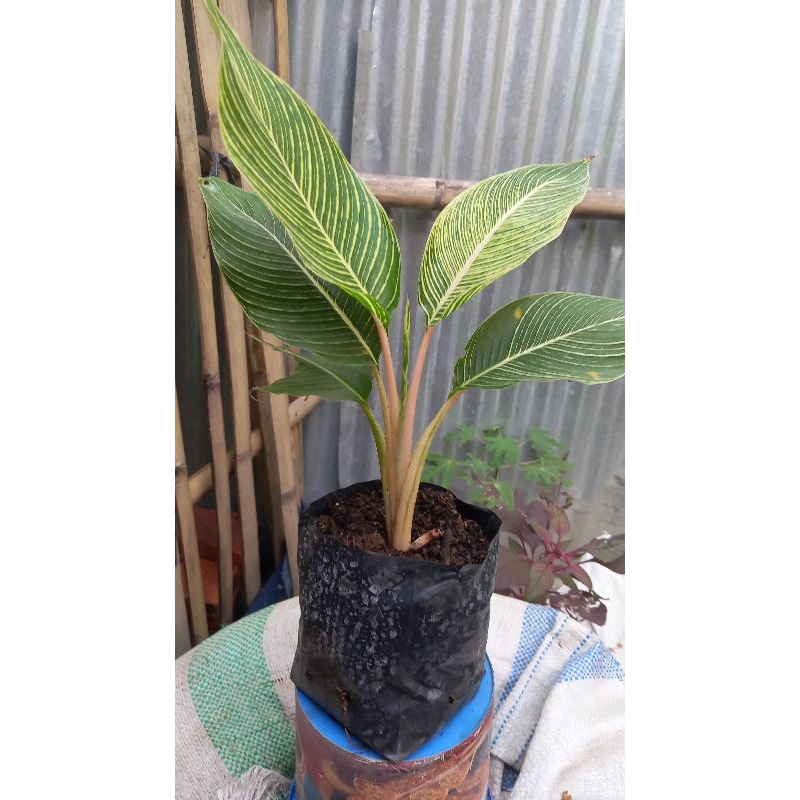 pisang karibay varigata hias