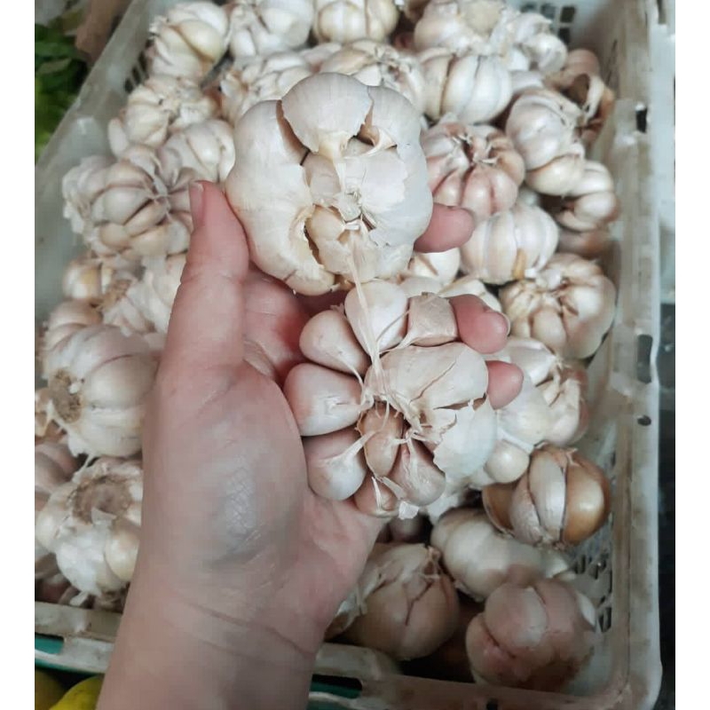 

Bawang Putih 1kg