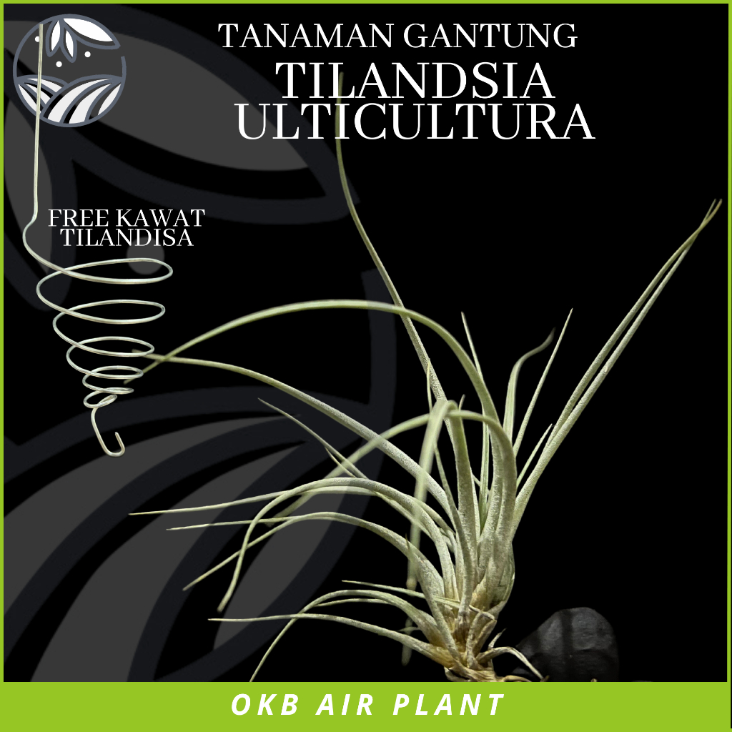 Tilandsia Ultriculata Tanaman Gantung Free Kawat Tilandsia