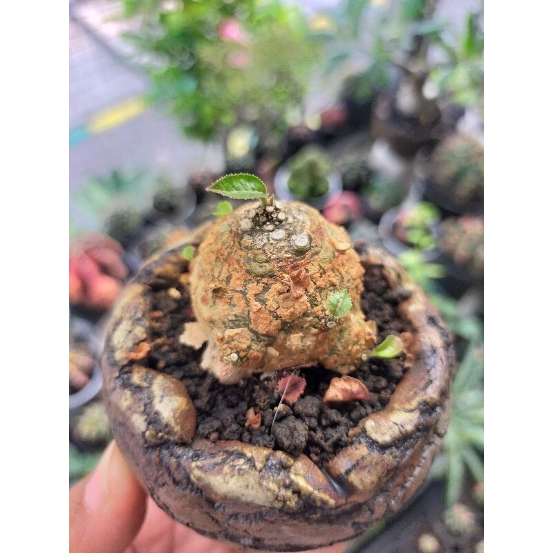 Dorstenia Hybrid Form bulat