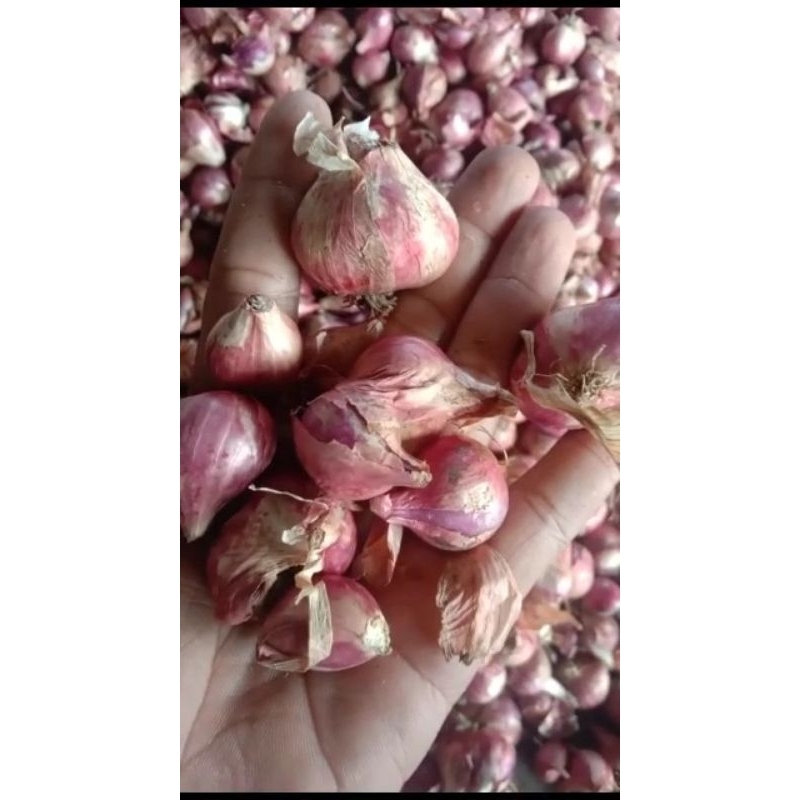 

Bawang Merah super