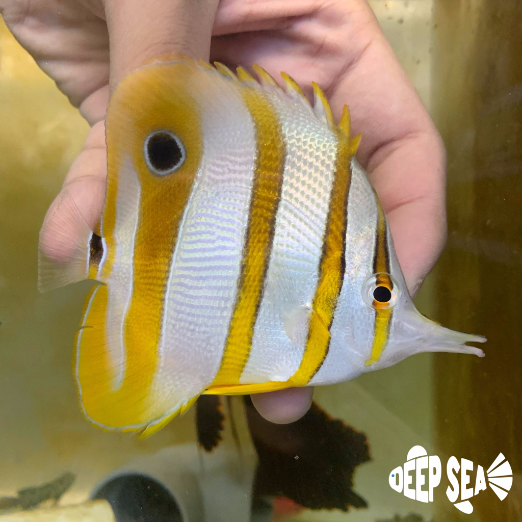 Ikan Hias Air Laut Kepe Monyong B / Copperband Butterflyfish