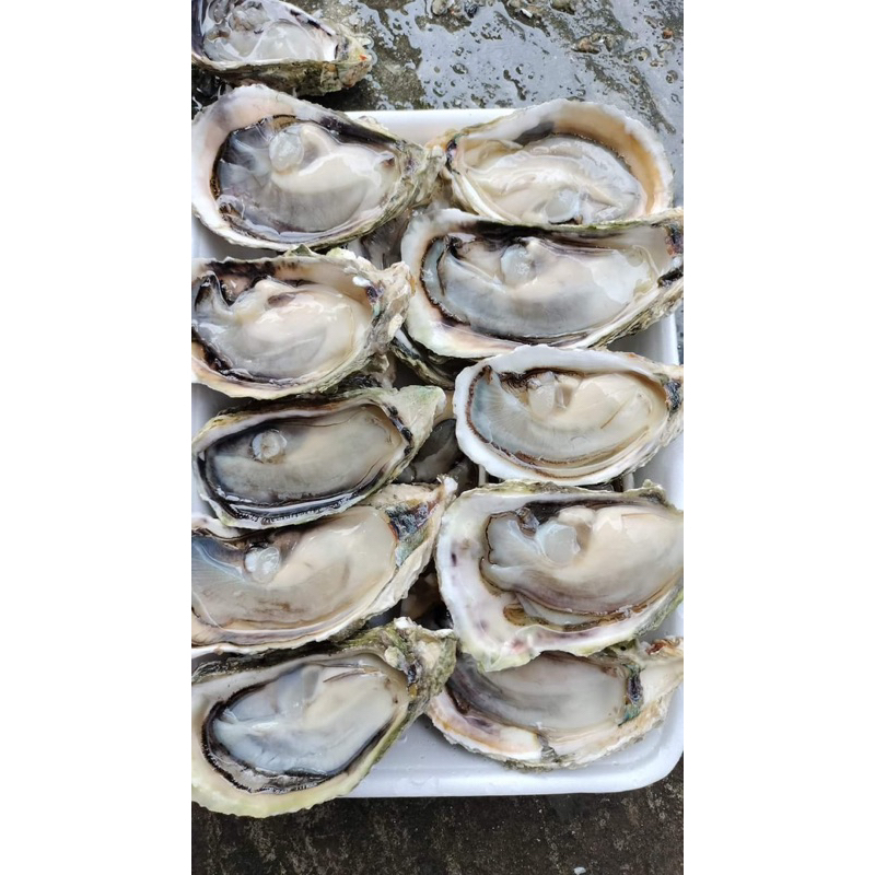 Kerang Tiram kupas premium fresh / Oyster kupas premium fresh