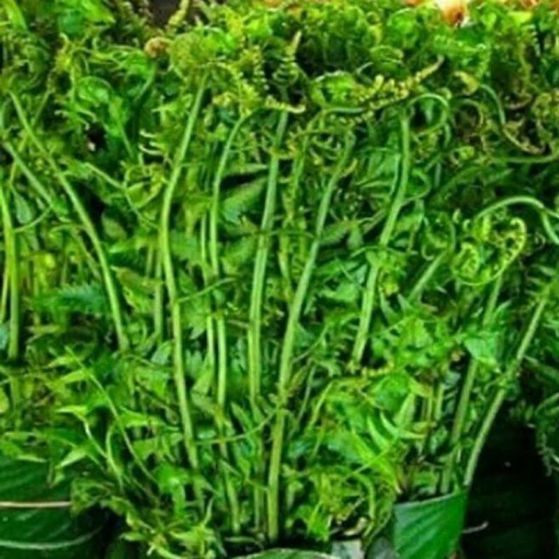 

jual daun pakis segar 300grm segar