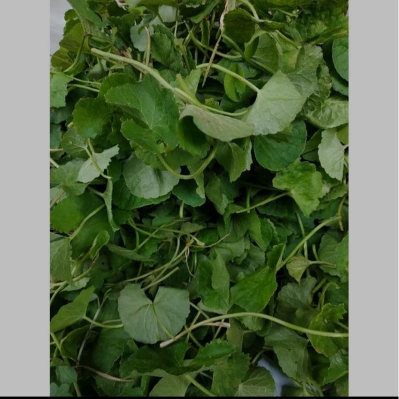 

Daun pegagan antanan segar 1kg