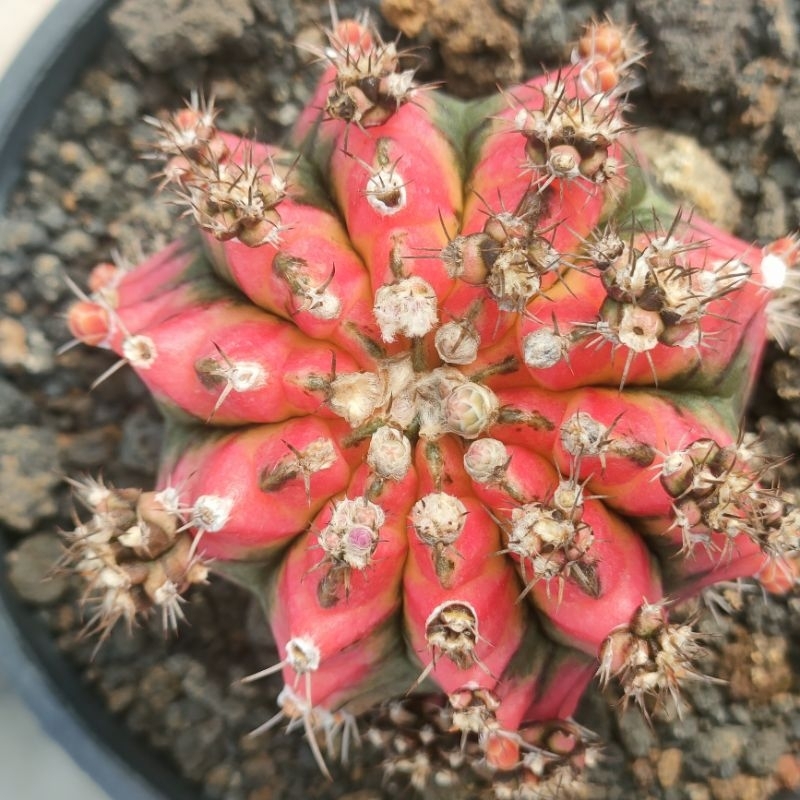 kaktus gymno multicolors ownroot
