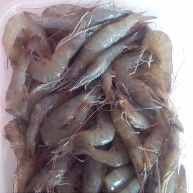 

UDANG SEGAR ukuran kecil