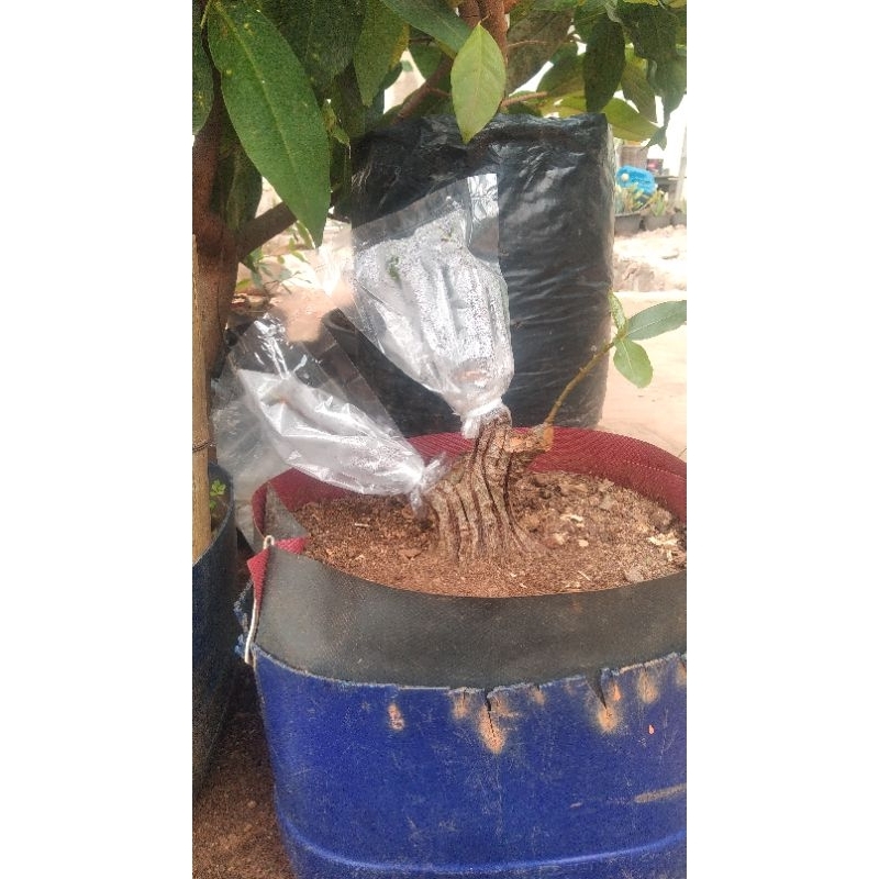 bahan bonsai loa program akar