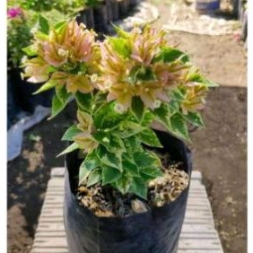 BUNGA BUGENVILL HIDUP jenis tumpuk varigata kuning