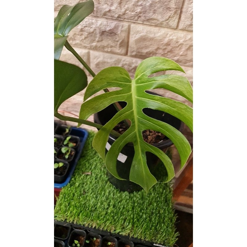 Monstera Mint