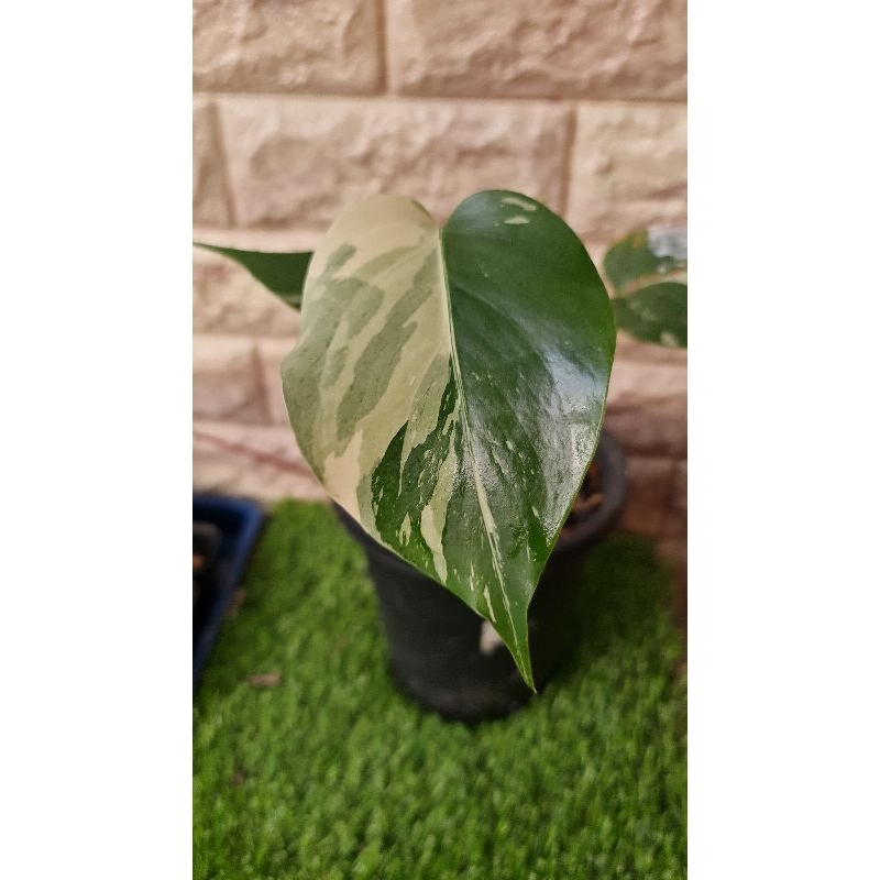 Monstera mint