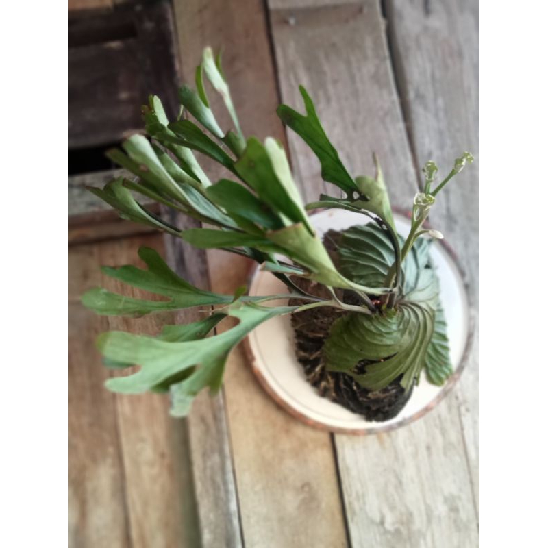 Platycerium Ridleyi Size M