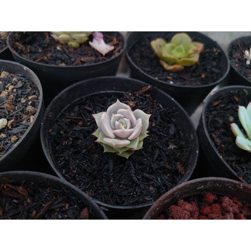 Echeveria Lola ungu Asli Impor