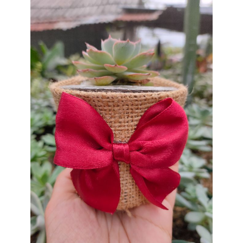 Souvenir kaktus & sukulen / gift kaktus dan sukulen