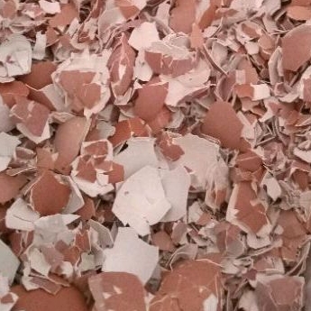 cangkang telur ayam kering / kulit telur ayam bersih