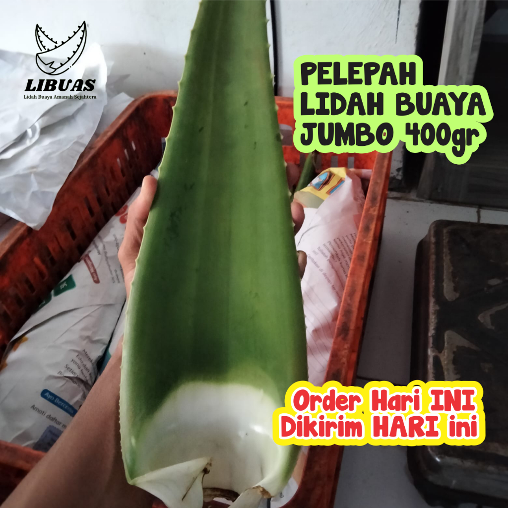 

PELEPAH LIDAH BUAYA JUMBO 400gr Pontianak Grade C