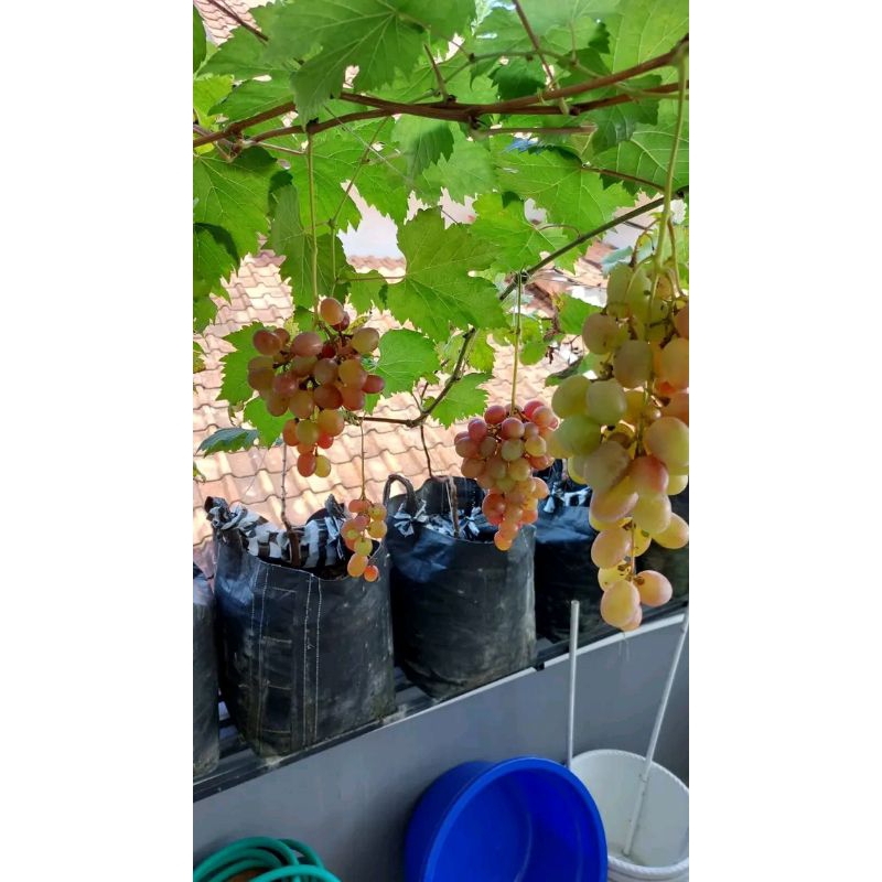 Bibit Anggur Import Super Batang super besar