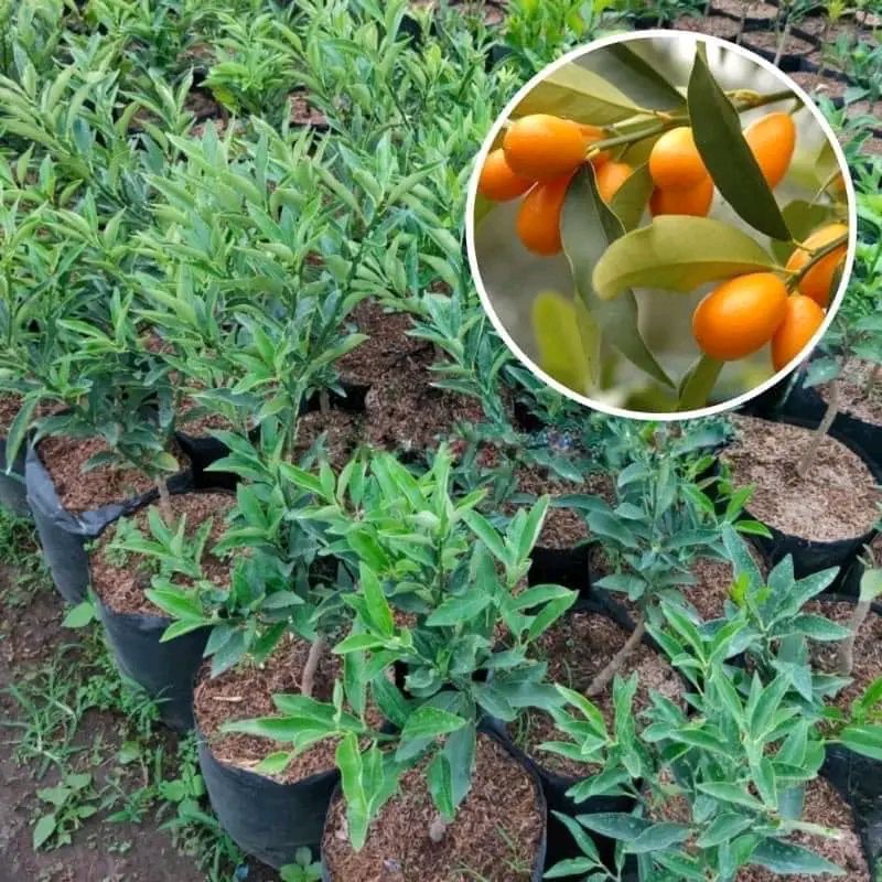 Bibit Jeruk Kimkit Kondisi Berbuah