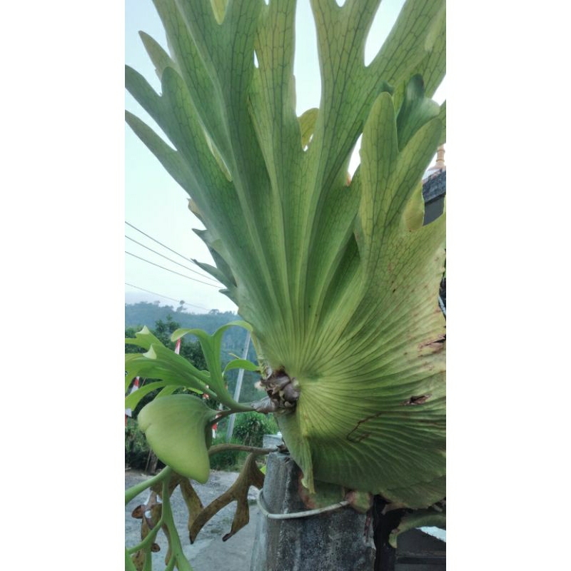 platycerium coronarium / tanduk rusa