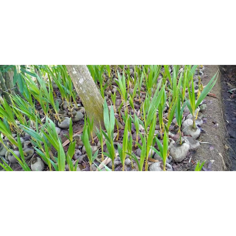 bibit kelapa gading