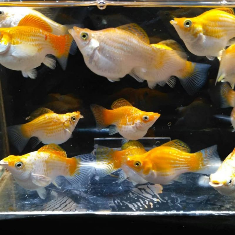 ass molly golden thailand