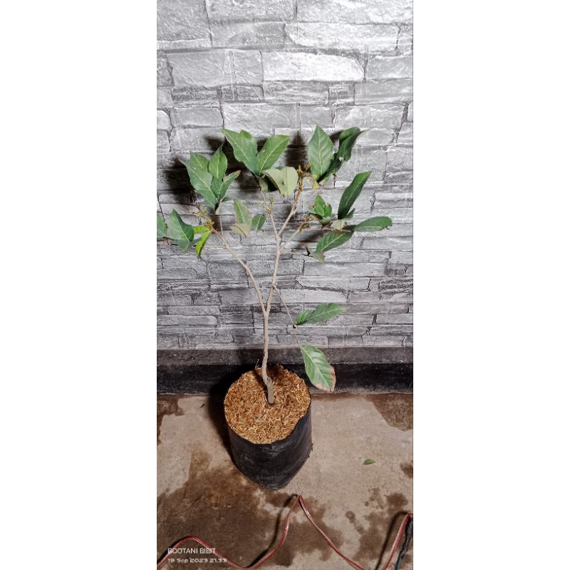 Bibit Rambutan Binjai berbunga