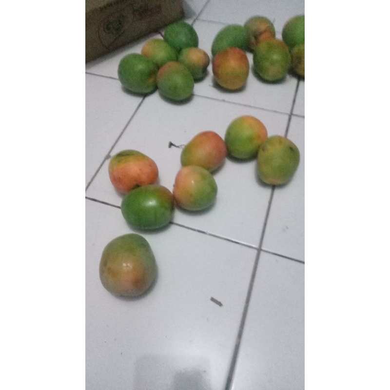 

mangga gedong 6 kg
