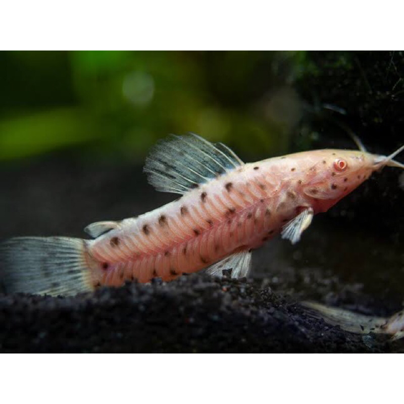 hiasan akuarium hoplo catfish albino / langka unik / pembersih / aquascape / rare / cocok untuk kole
