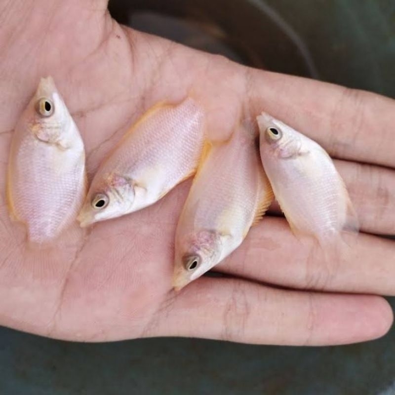 Sticker Gurami Padang || Gurame padang ||Gurpad