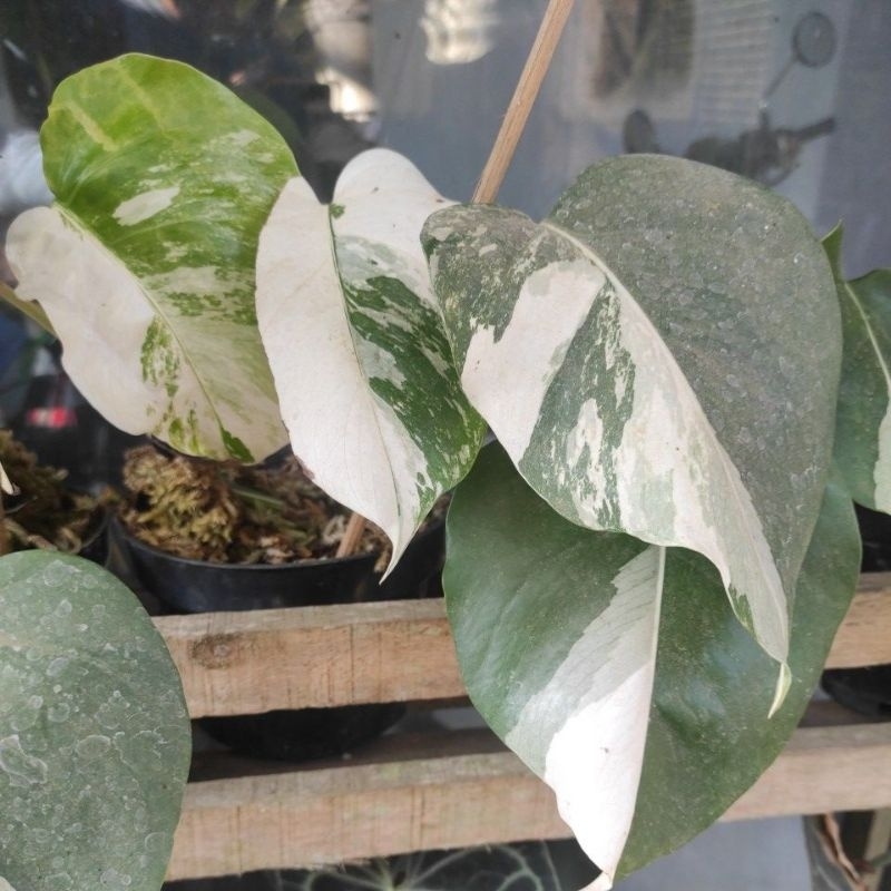 Monstera Variegata / Monvar Ekonomis