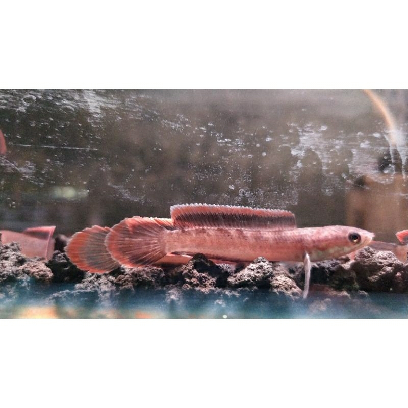 limbata cb premium 6-7cm