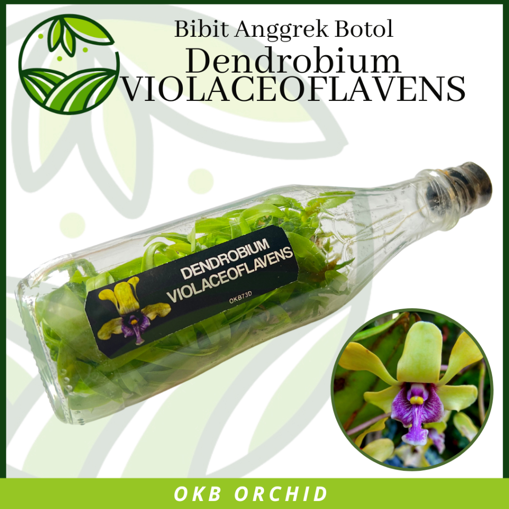 Anggrek Botolan Dendrobium Violaceoflavens Bibit Anggrek Dendro Besi Anggrek Besi