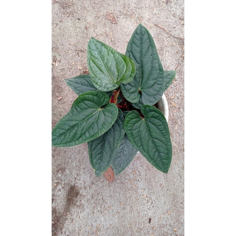 anthurium radicans ( sirih)