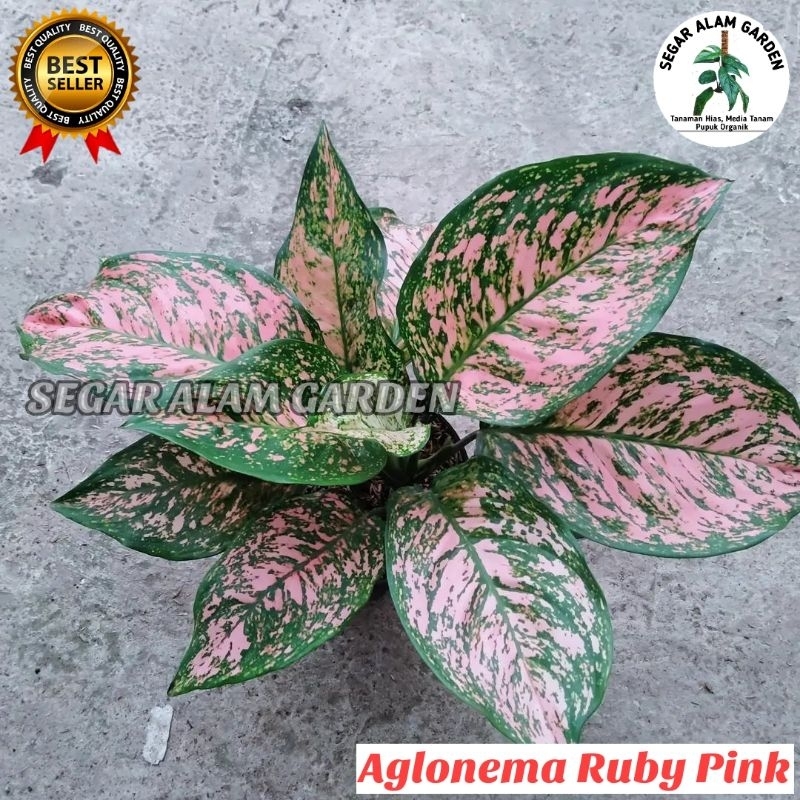 Tanaman Hias Aglonema Ruby Pink - Aglonema Ruby Pink