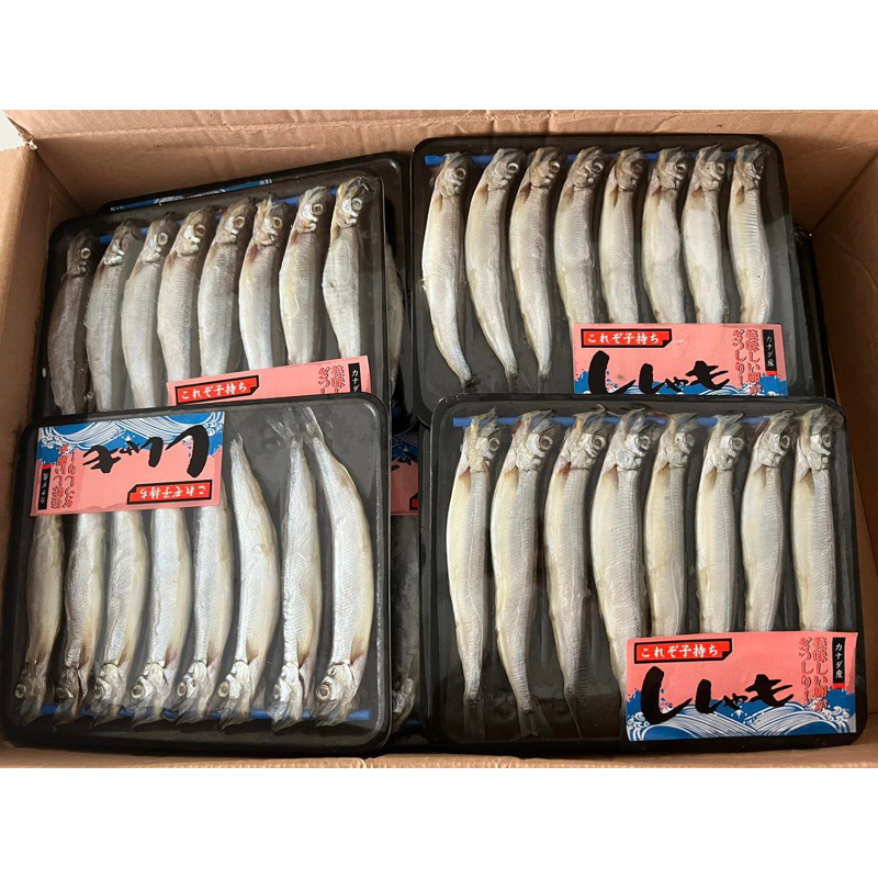 

IKAN SHISAMO/ IKAN CAPELIN/ IKAN CIPUNG | HALAL FRESH FROZEN
