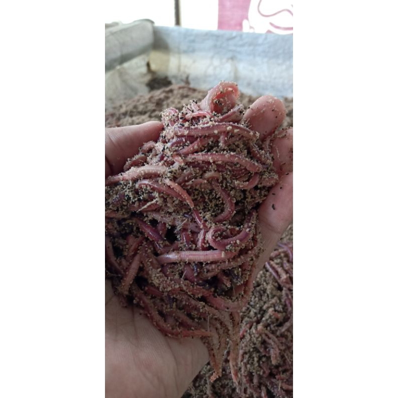 cacing merah umpan pancing cacing