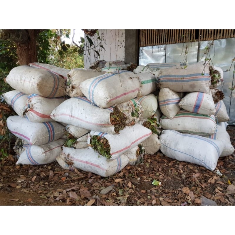 

TERMURAH daun cengkeh kering 500gr