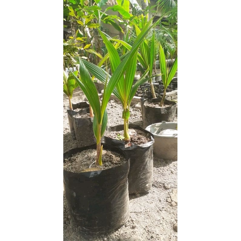 kelapa bahan bonsai murah kelapa kecil kelaba besar bibit bonsai bibit kelapa