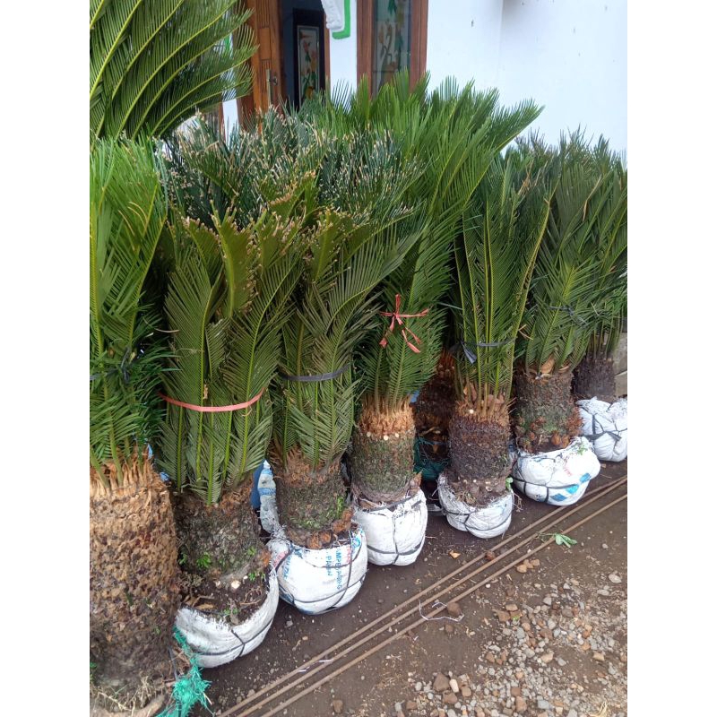 ID PALEM SIKAS - MAWAR JAMBE SUPER JUMBO