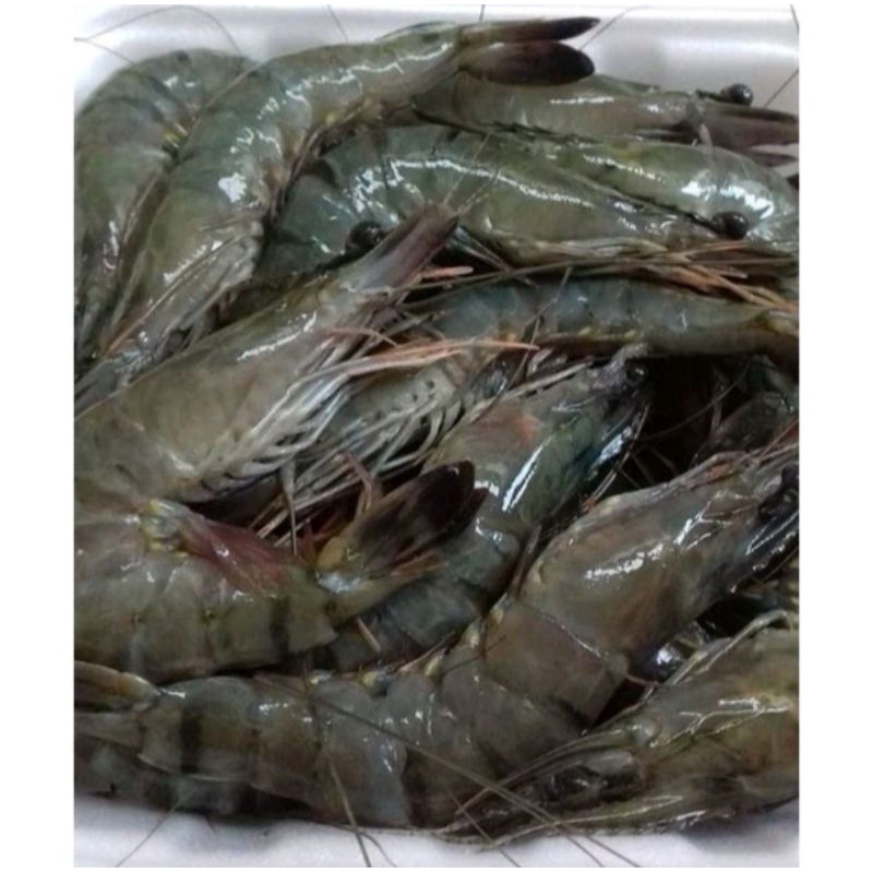 

Udang Vaname