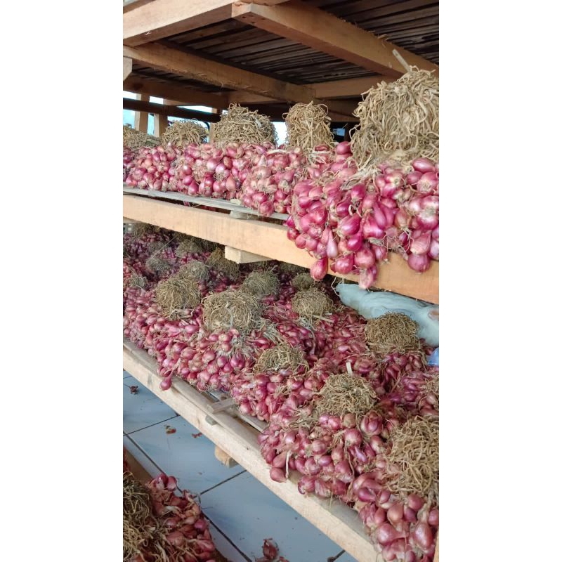 Bibit Bawang Merah 1 kg Bima Brebes Siap Tanam