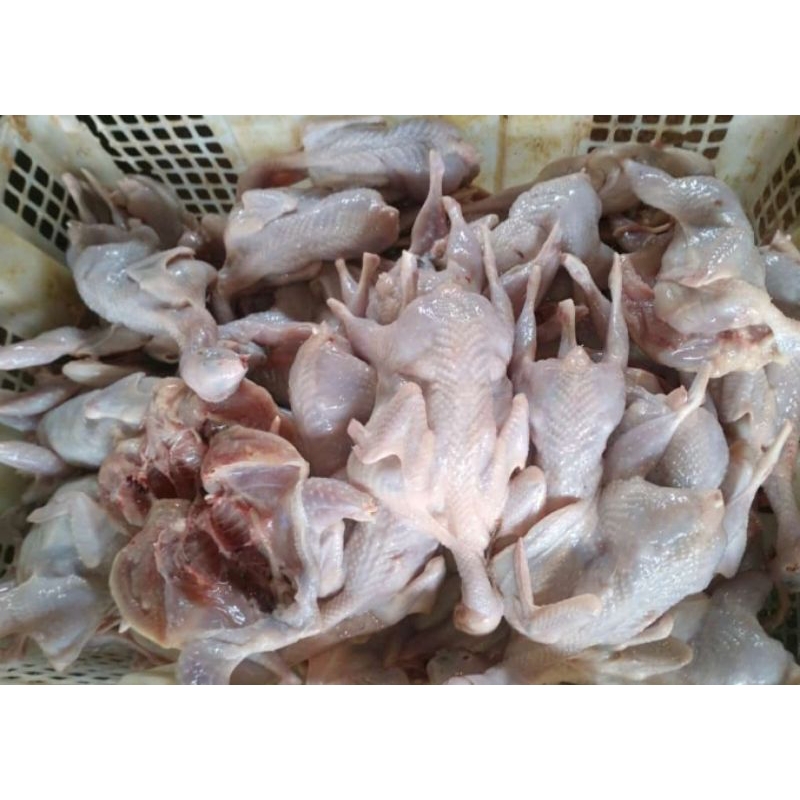 

Puyuh /daging puyuh mentah size A (Tanpa jeroan) 140gr-150gr