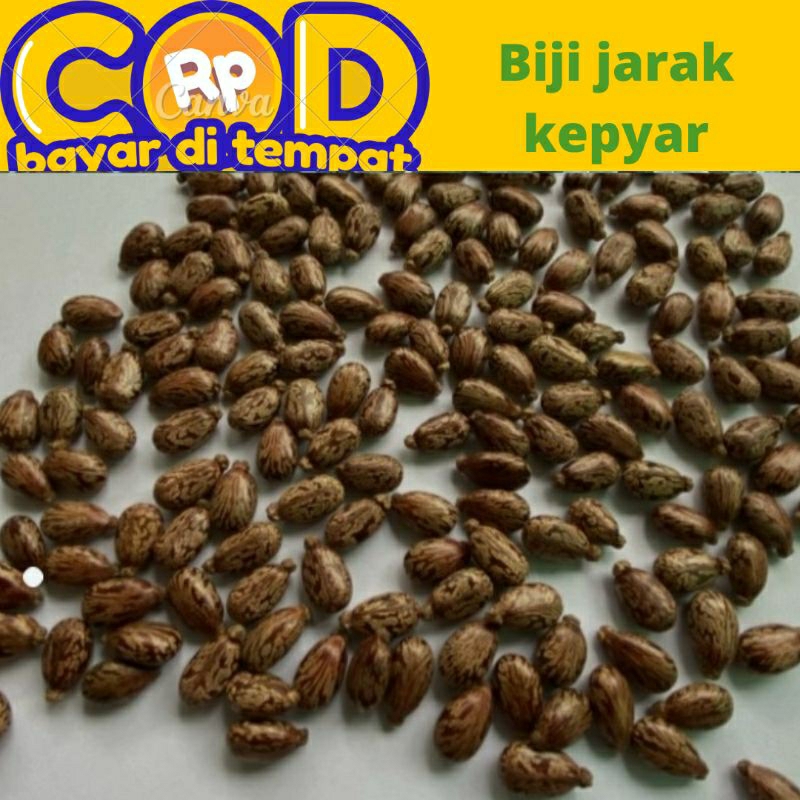 

biji jarak kepyar/Kaliki daun merah harga persatu biji