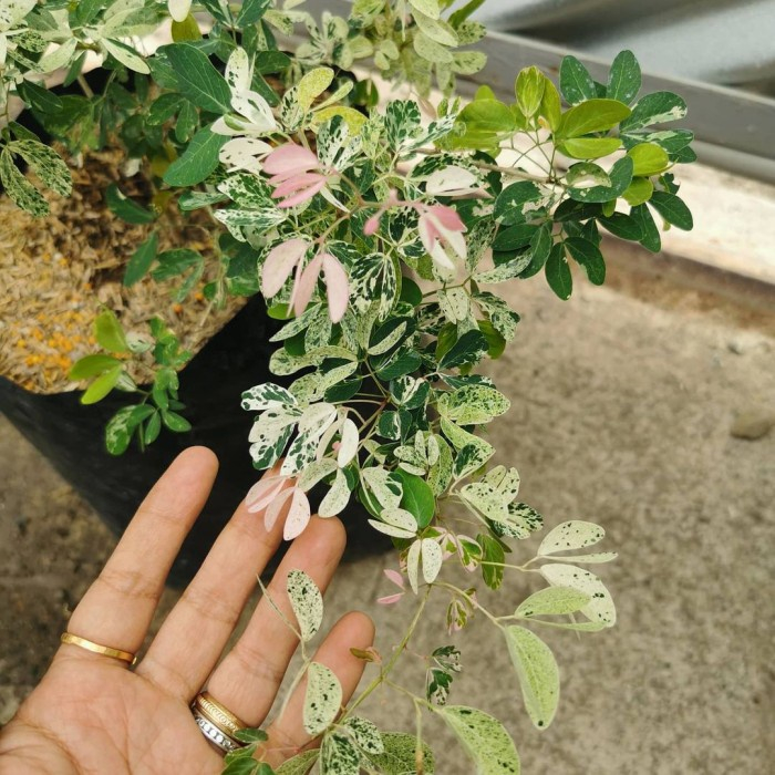 Bibit tanaman asem londo varigata/ tanaman asam Kranji