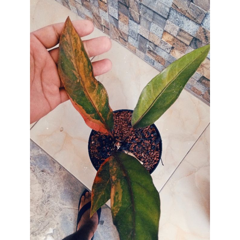 gelombang dan hokeri red