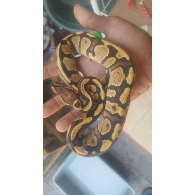 ball pyton combo morph fire speter