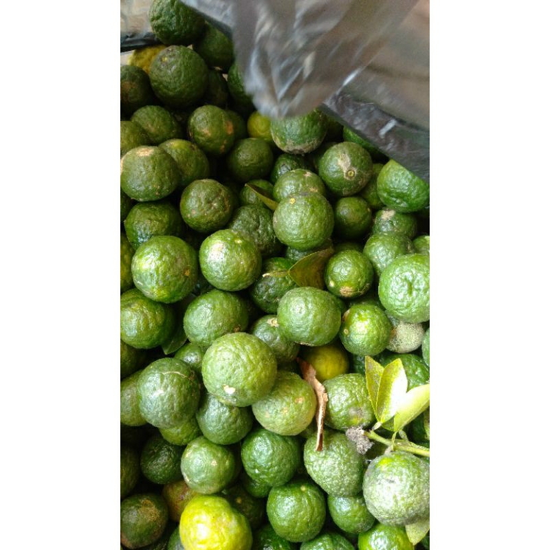 

jeruk limau limpung