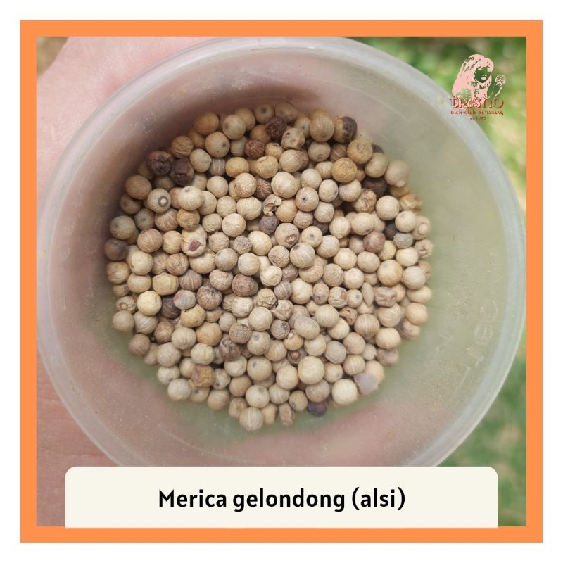 

Merica glondong asli